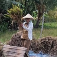 Bali ricefield